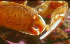 Outer Lover's Point, Monterey